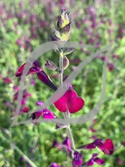 Salvia 'Natchvlinder'