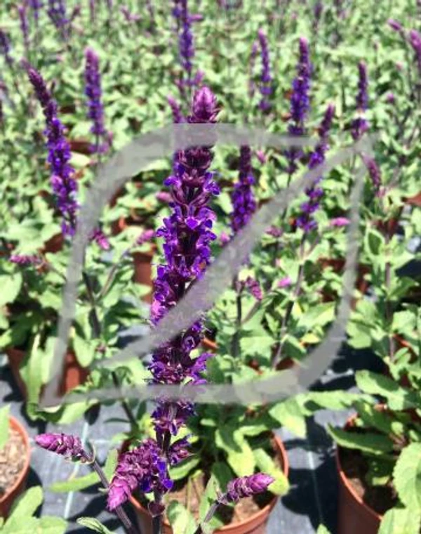 Salvia nemorosa 'Caradonna'