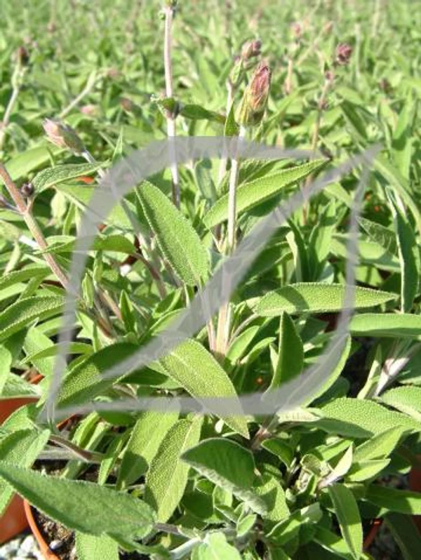 Salvia officinalis