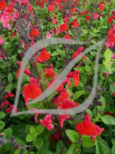 Salvia 'Royal Bumble'