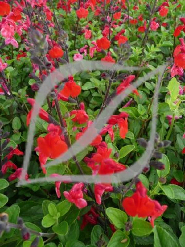 Salvia 'Royal Bumble'