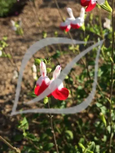 Salvia x jamensis 'Hot Lips'