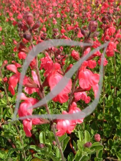 Salvia x jamensis 'James Compton'