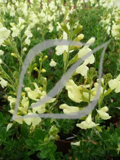 Salvia x jamensis 'La Luna'