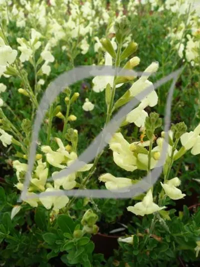 Salvia x jamensis 'La Luna'