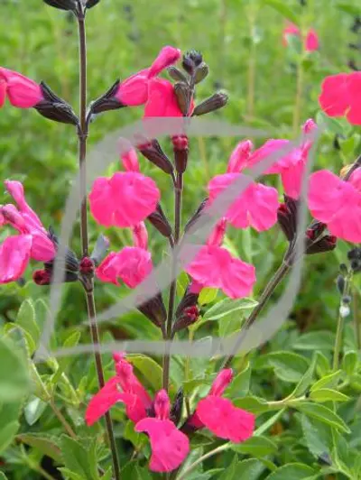 Salvia x jamensis