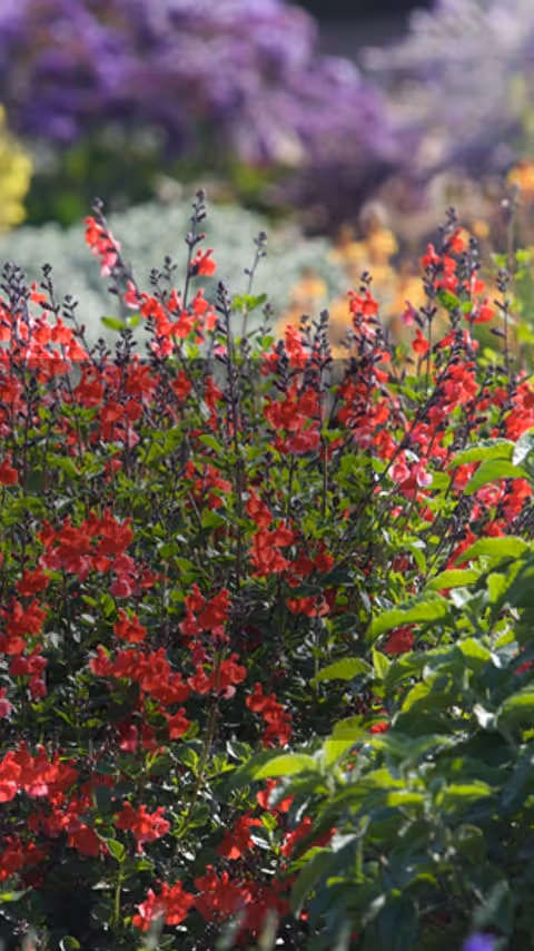 Jardineria Sostenible