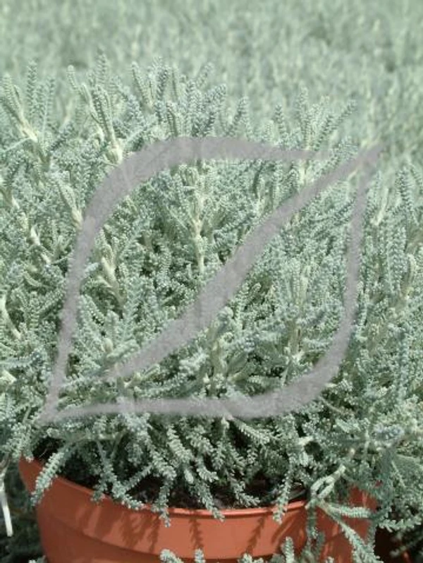 Santolina chamaecyparissus