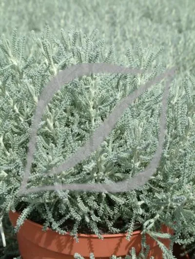 Santolina chamaecyparissus