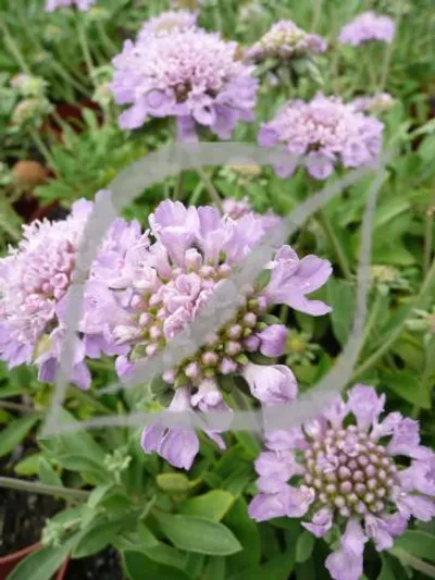 Scabiosa cretica
