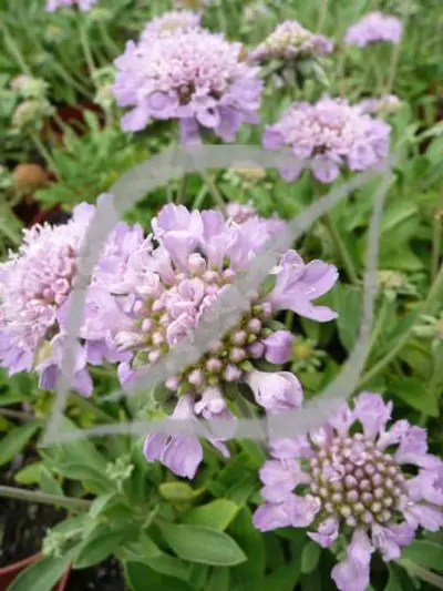 Scabiosa cretica