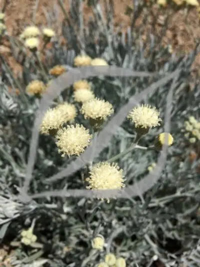 Senecio viravira