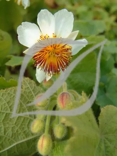 Sparrmannia africana