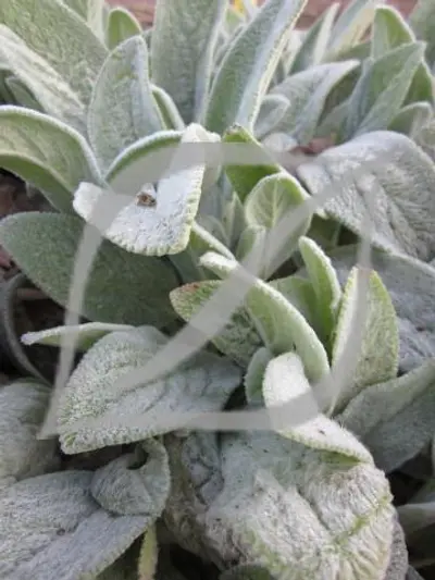 Stachys byzantina
