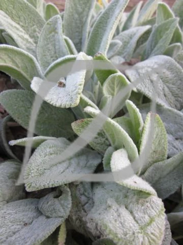 Stachys byzantina