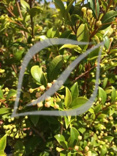 Syzygium paniculatum 'Newport'