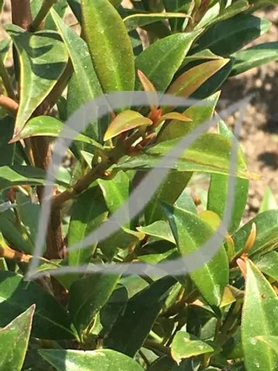 Syzygium paniculatum 'Teenie Genie'