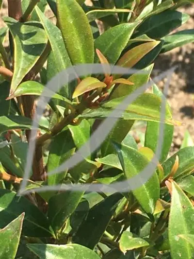 Syzygium paniculatum 'Teenie Genie'