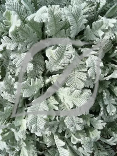 Tanacetum densum 'Amanii'