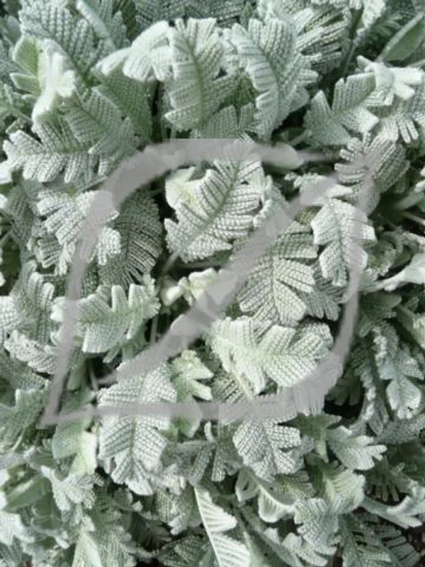 Tanacetum densum 'Amanii'