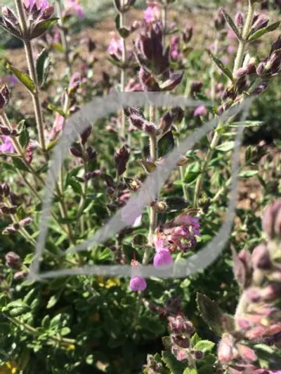 Teucrium chamaedrys