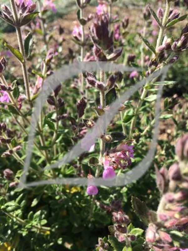 Teucrium chamaedrys