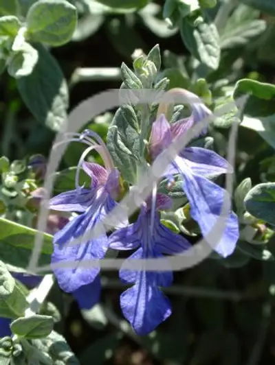 Teucrium fruticans 'Azureum'