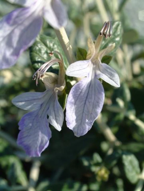 Teucrium fruticans