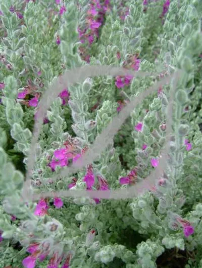 Teucrium marum