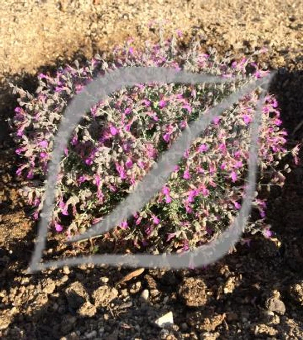 Teucrium subspinosum