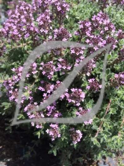 Thymus ciliatus