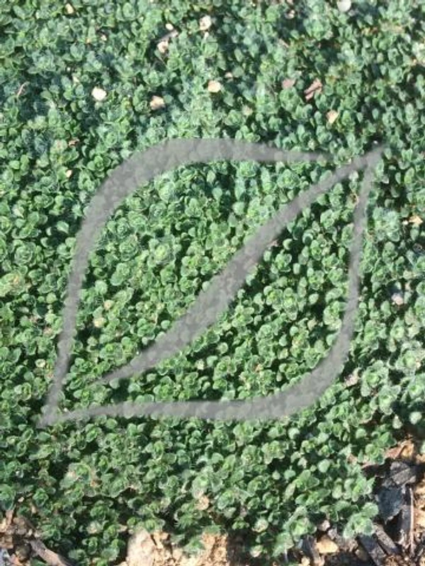 Thymus 'Elfin'