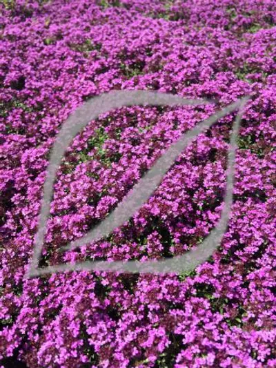 Thymus praecox 'Coccineus'