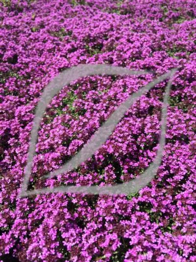 Thymus praecox 'Coccineus'