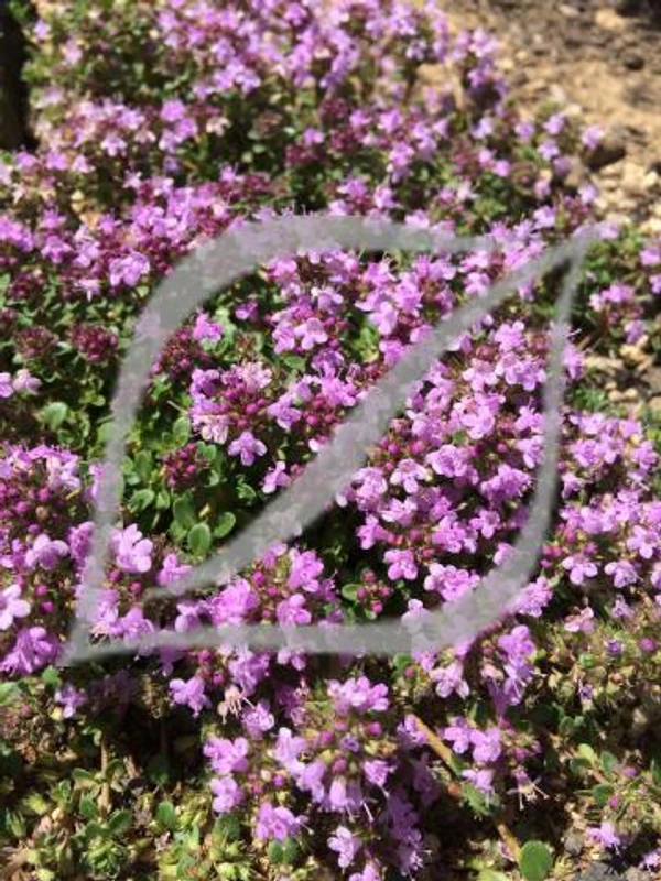 Thymus serpyllum