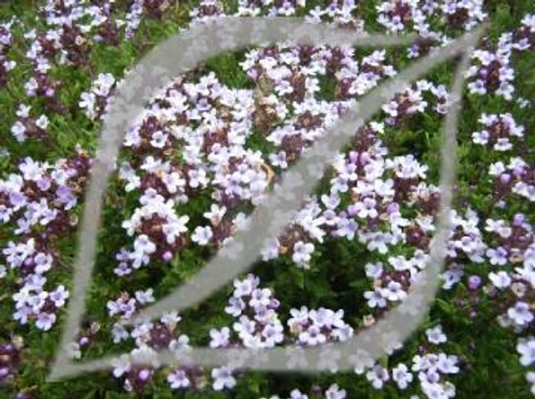 Thymus vulgaris 'Compactus'