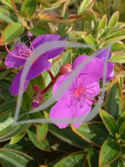 Tibouchina compacta