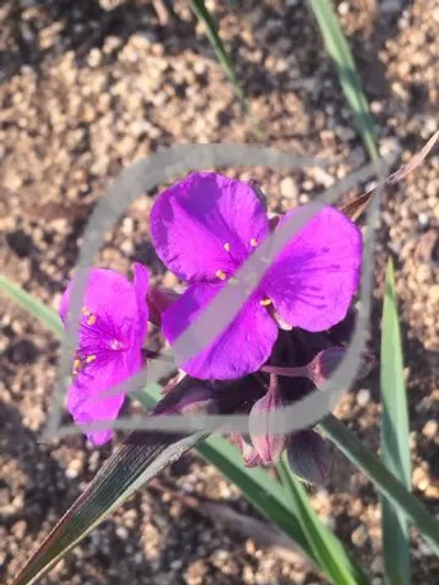 Tradescantia x andersoniana 'Concord Grape'