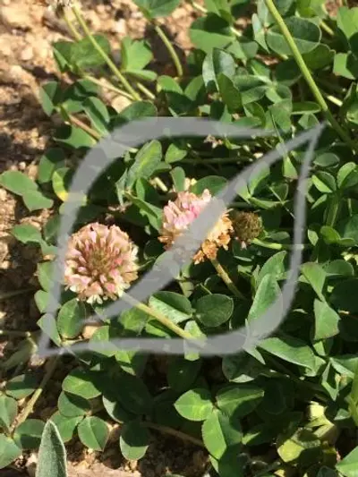 Trifolium fragiferum