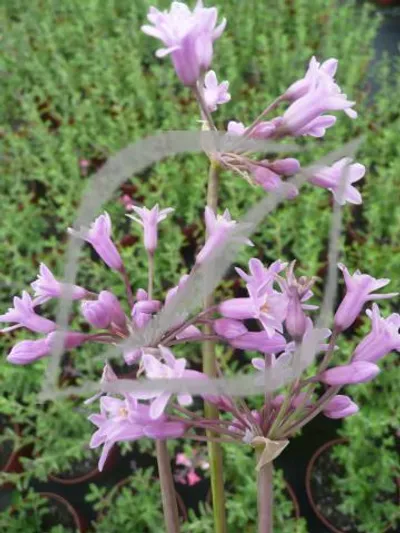 Tulbaghia simmleri 'Pink'
