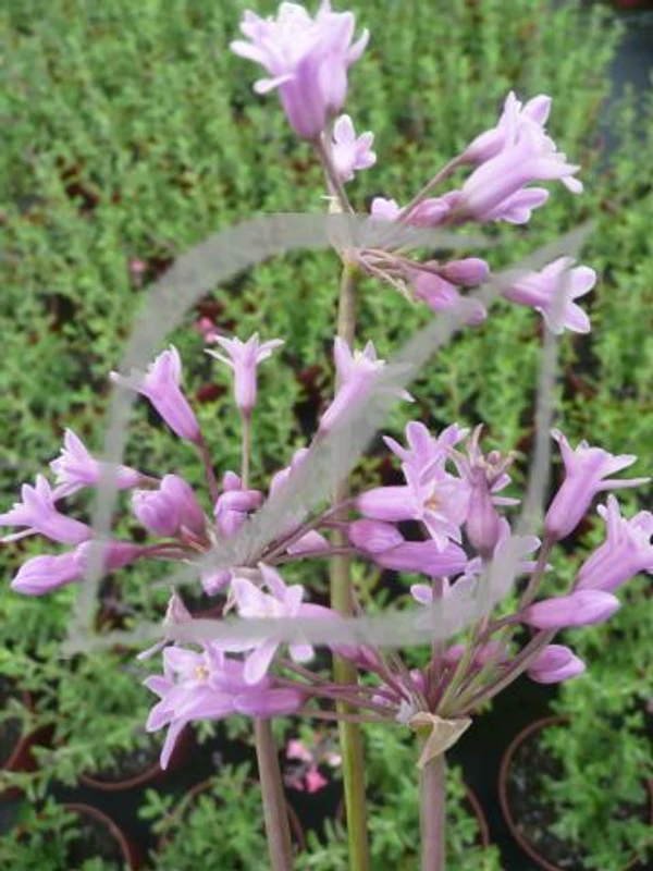 Tulbaghia simmleri 'Pink'