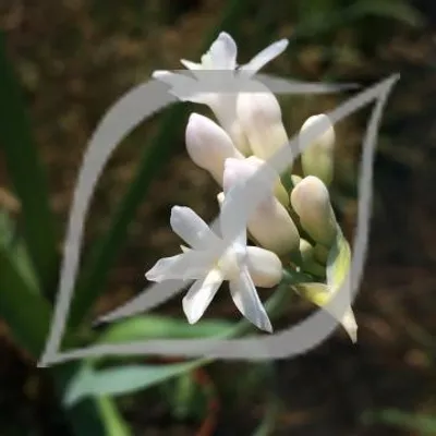 Tulbaghia simmleri 'White'