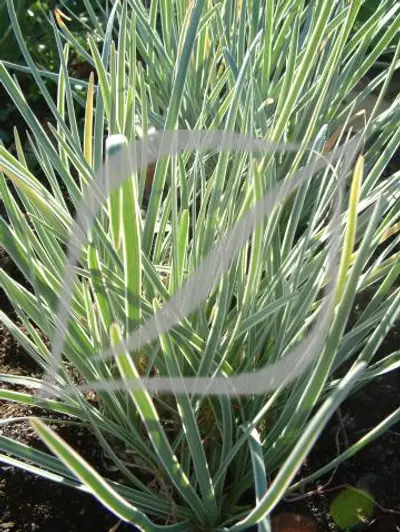 Tulbaghia violacea 'Silver Lace'