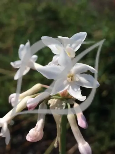 Tulbaghia violacea 'White'
