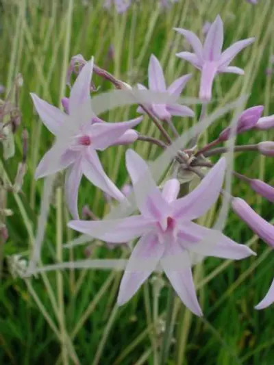 Tulbaghia violacea