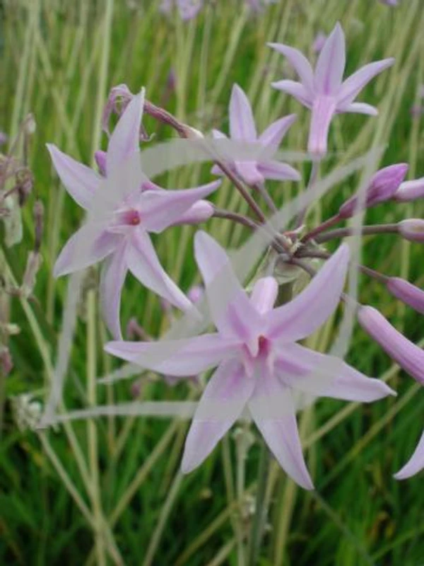 Tulbaghia violacea