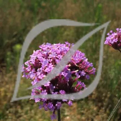 Verbena bonariensis