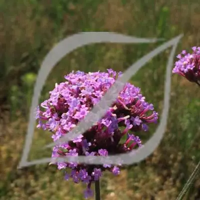Verbena bonariensis