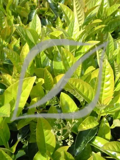 Viburnum odoratissimum