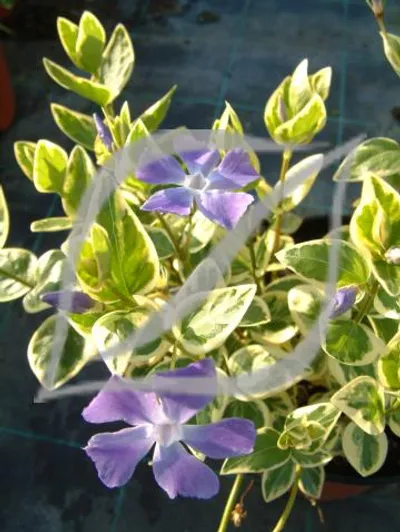 Vinca major 'Variegata'